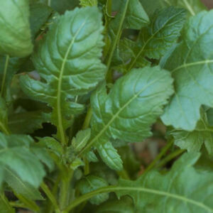 Rocket - Scorpion - 5000 Seeds - Diplotaxis Erucoides - Leafy Salad Herb