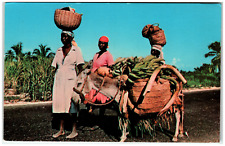 Postcard Young Women Carrying their Goods on a Burrow From Market, Haiti