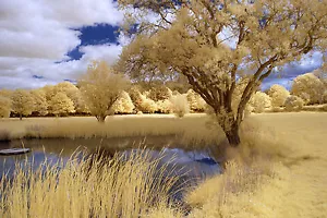 Nikon D80 Infrared converted 590nm Goldie, Super colour. DSLR infrared Body only - Picture 1 of 12