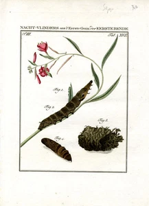 1795 SCHELLENBERG HC STICH Prachtpuppe, Raupe - Bild 1 von 1