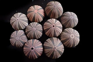 Marine Life- Mespilia globulus- 39-45mm- BEAUTIFUL COLOR!!! (10 PCS) - Picture 1 of 2