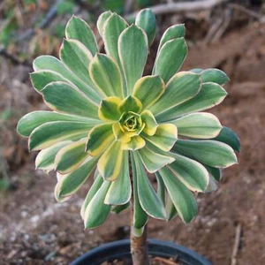Aeonium sunburst cactus Cacti Succulent real live plant - Picture 1 of 28