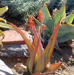 ALOE ELEGANS SEEDS - Super rare aloe - 10 seeds - RARE ALOE! - Picture 1 of 1