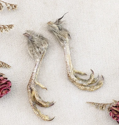 bird feet Taxidermy Oddity Curiosity Valley Quail Pair collectible craft repair - Изображение 1 из 4