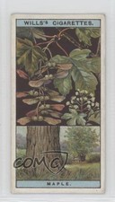 1924 Wills Flowering Trees & Shrubs Tobacco Common Maple #31 1md