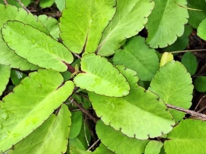 25 Live Miracle Leaves Ready For Plant Kalanchoe pinnata - Imagen 1 de 16
