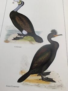 British Birds: Cormorant & Green CORMORANT Bird Print Lyndon Benjamin MORRIS
