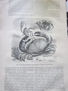 Le Crabe Tourteau et le Bernard L'Ermite 1873 Gravure Article de presse - Foto 1 di 1