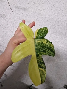 Philodendron Florida Beauty Bewurzelter kopfableger - Bild 1 von 4