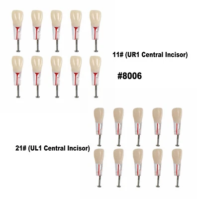 Dientes de conducto radicular endo dental modelo ECA estudio práctica incisivo central 11# 21# Foto 1 de 4