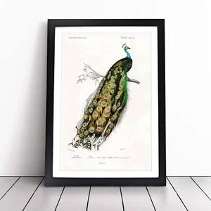 Indian Peacock Flowers Bird Charles D' Orbigny Wall Art Print Framed Picture - Picture 1 of 9