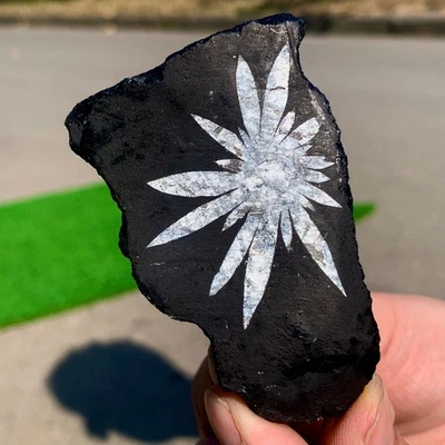 130G Natural Chrysanthemum Stone Quartz Carving Halo Treatment Gift - Image 1 of 4