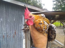 Poultry Chicken Hatching Eggs For Sale Ebay