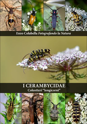 I Cerambycidae - Coleotteri "longicorni" (Collana Fotografando la Natura) - Immagine 1 di 4