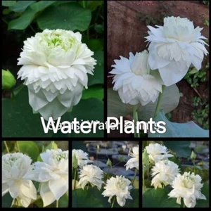 Rare White Lotus Seeds | Exotic Water Garden Flower | Easy to Grow - Picture 1 of 7