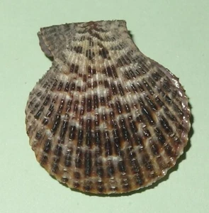 Mimachlamys lentiginosa - PECTINIDAE - Philippines Sea Shell - 28.5mm F++ #1280 - Picture 1 of 2