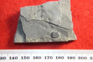 Cámbrico Elrathia kingi juvenil trilobite fósil en matriz Wheeler Shale (J1) - Imagen 1 de 5