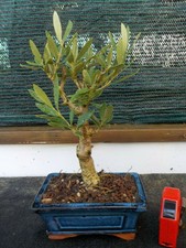 bonsai olivo  h 28 cm visita il negozio