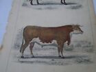 BULL S   VICTORIAN ENGRAVING  24/15 CM MARKS NOTED  -.