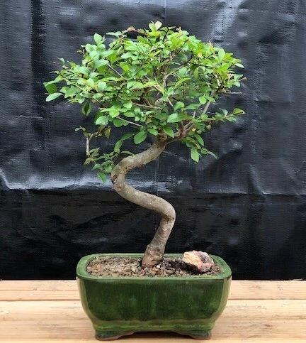 Árbol bonsai de olmo chino vivo interior tronco curva planta Feng Shui 10"" de alto Foto 1 de 1