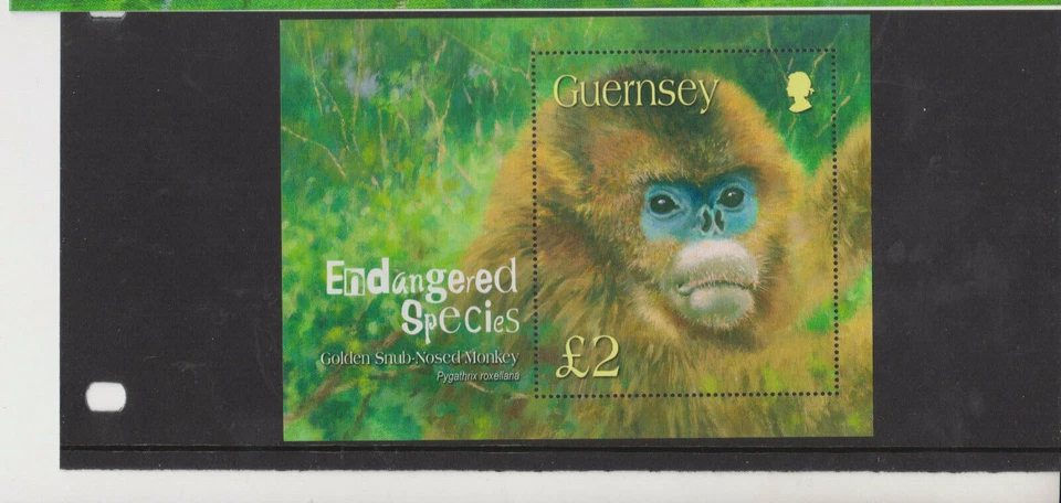 Hoja de estampillas SG MS1016 Guernsey MNH COMO NUEVA 2004 ESPECIES EN PELIGRO DE EXTINCIÓN HOJA EN MINIATURA Foto 1 de 1