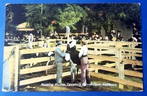 Postcard Plucking Plumes Cawston's Ostrich Farm Antique Posted 2/6/1909 - Picture 1 of 2