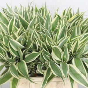 BUY 2 GET 1 FREE Sanderiana Variegated Dracaena Tropical House Plants Terrarium - Picture 1 of 6
