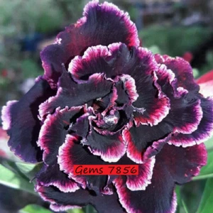 Adenium Obesum Desert Rose Seeds 'Gems 7856' 5 seeds for $11.45 - Picture 1 of 1