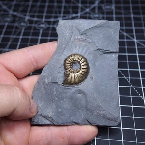 Amalteo bechteri Ammonite Pirite Giurassico Dino Fossile Francia lotto 5004 - Foto 1 di 9
