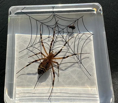 2.9" Real Wasp Spider on Web w/ Fly in Clear Lucite Resin Science Education - Image 1 of 4