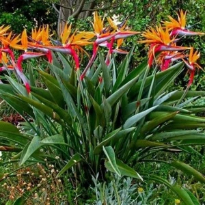Orange Bird of Paradise~Strelitzia Reginae~ROOTED PLANT~10-12 inches Tall - Picture 1 of 19
