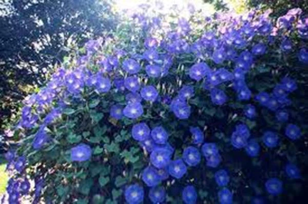 MORNING GLORY SEED, HEAVENLY BLUE, 500 SEEDS ,CRISP BLUE MORNING GLORIES - Image 1 of 1