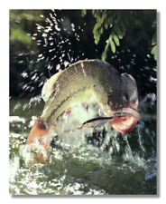 Large Mouth Bass Breaking Water Lure Hook Photo Wall Picture 8x10 Art Print