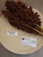 Mennonite Syrup Sorghum - Sugar Sorghum - 50+ seeds - BEAUTIFUL! Sh 004