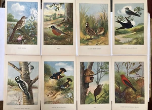 Páginas de libro vintage impresiones en color de pájaros cantores ilustrados R.E. Todhunter años 20 - Imagen 1 de 18