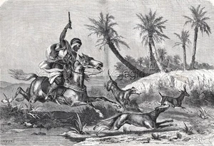 Dog Saluki Hunting Antelope, Horseman, Large 1860s Antique Engraving Print - Picture 1 of 9