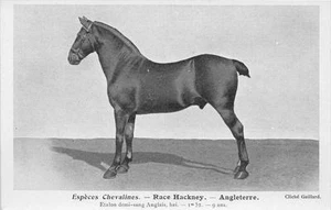 CPA THEME CHEVAUX ESPECES CHEVALINES RACE HACKNEY ANGLETERRE - Bild 1 von 1