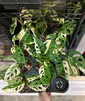 Monstera Adansonii Albo Cutting, Monstera Adansonii Albo Rooted Plant - Image 1 of 4