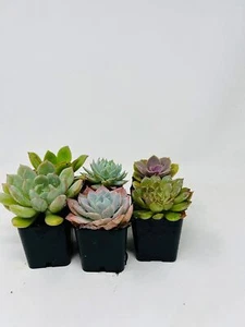 Echeveria Succulent Plants Live 5 Pack Different Desert Rose Set In 2" Pots - Picture 1 of 2