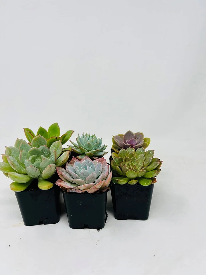 Echeveria Plantas Suculentas Vivas Paquete de 5 Diferentes Rosas del Desierto Set en Macetas de 2" Foto 1 de 2