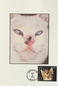 Tarjeta de felicitación HNLP Hideaki Nakano esterilización castrado 3670 gato no deje 1 pequeña cosa - Imagen 1 de 2