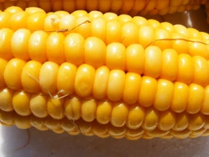 sweet yellow corn : true breed tropical fruit seeds - Picture 1 of 3