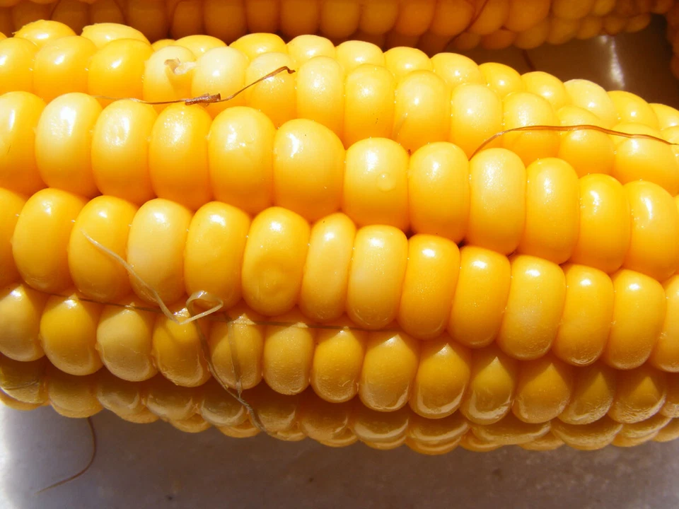 sweet yellow corn : true breed tropical fruit seeds - Image 1 of 3