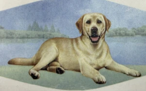 Labrador Liebhaber Gesichtsmaske Doppelnaht Dreifachfilter Hochwertig - Bild 1 von 6