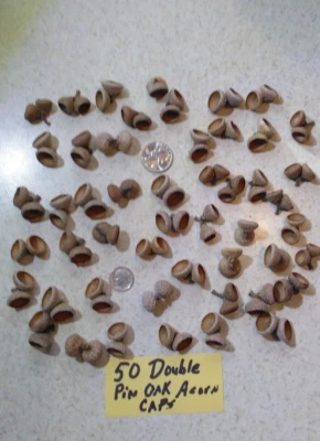 50 tapas de bellota roble doble pin, en tamaños surtidos. Nuestro Mi Norte más pequeño. tapa Foto 1 de 3