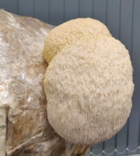 Lions mane liquid culture (Hericium erinaceus) mushroom mycelium (lion's mane)