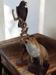Authentic "The Raven and the Fox" Taxidermy Scene - Naturalized Animals - Picture 1 of 12