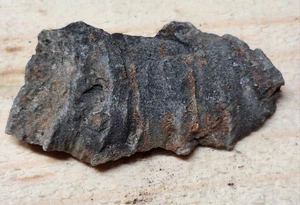 Einzigartige detaillierte Hornkoralle Rugose Fossil - Devon - Michigan - Bild 1 von 6