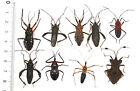 Hemiptera mix, 9 from West Kalimantan  (17)