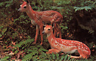 Postcard Twin Fawns Greetings from Canada Lake Aidrondack Mountains New York
